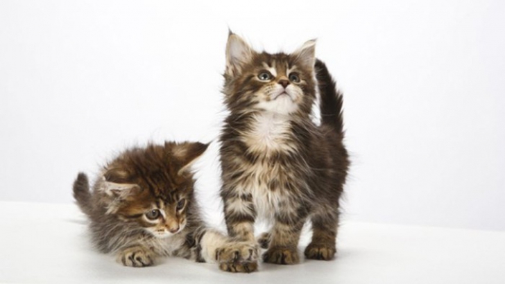 Cele mai mici rase de pisici din lume, puțin cunoscute publicului larg