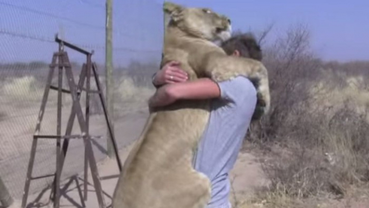 Omul și leul, uniți într-o îmbrățișare de necrezut. Fabuloasa prietenie dintre un tânăr și o felină
