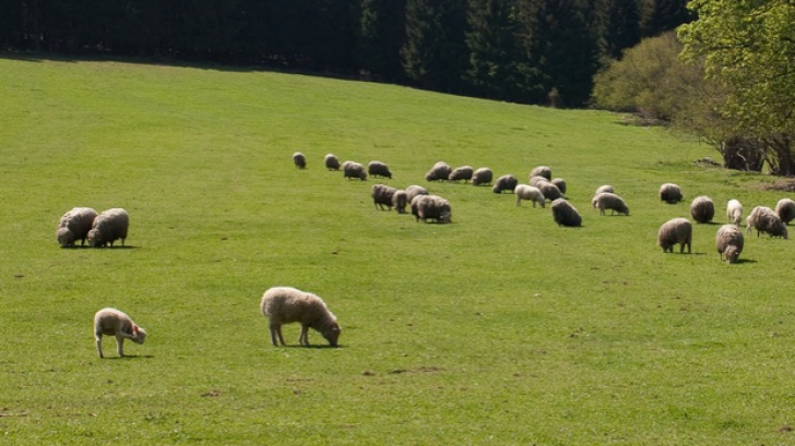 Sute de oi, găsite moarte pe câmp, în vestul ţării. Ce se întâmplă?