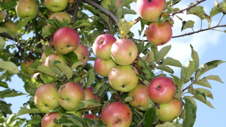 10 sfaturi pentru plantarea unui pom fructifer