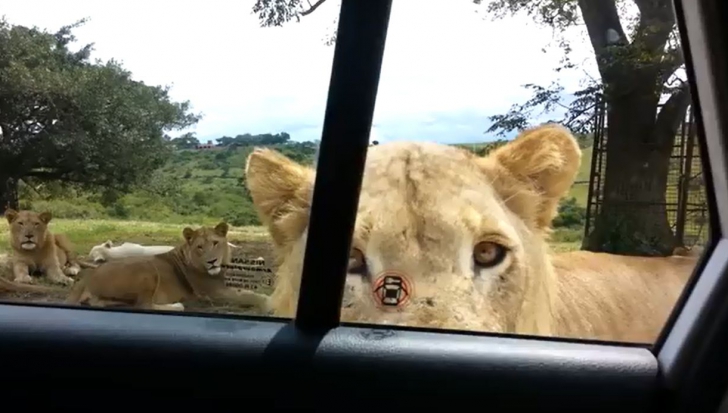 O leoaică deschide uşa maşinii, în timpul unui safari. Ce urmează