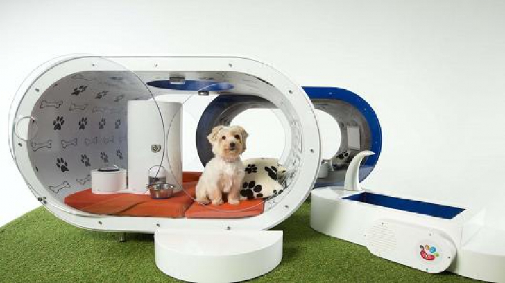 Cea mai tare cuşcă pentru câini! Samsung Dream Doghouse