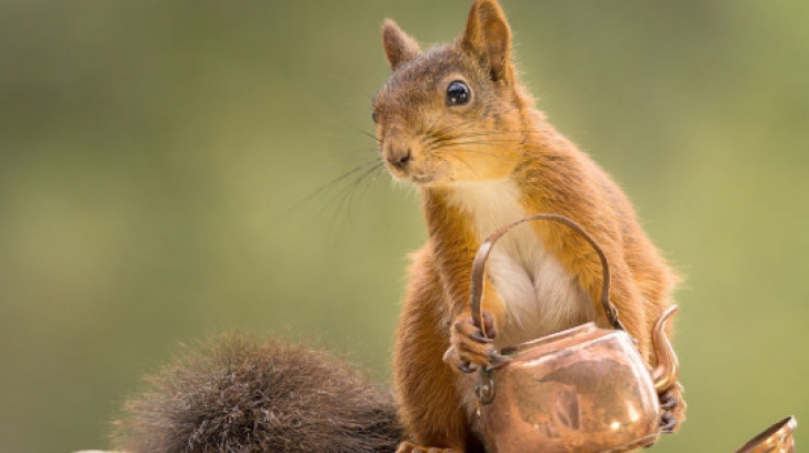Aventurile unei veverițe, prin obiectivul unui fotograf