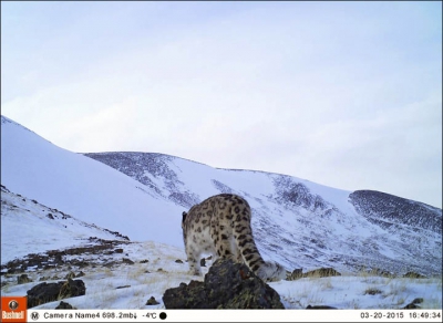 Leopardul de zapadă, o creatură spectaculoasă