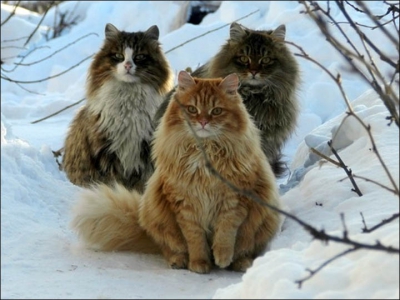 Pisicile unei fermiere din Siberia au devenit senatia internetului