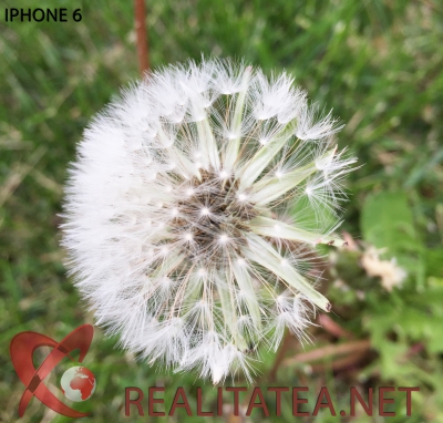  Păpădia arată diferența dintre Samsung Galaxy S6 și iPhone 6! FOTO