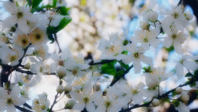 MESAJE DE FLORII. Cele mai frumoase MESAJE, URĂRI, SMS-uri DE FLORII