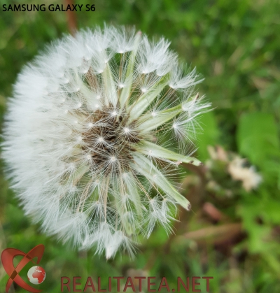  Păpădia arată diferența dintre Samsung Galaxy S6 și iPhone 6! FOTO