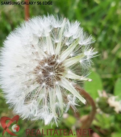  Păpădia arată diferența dintre Samsung Galaxy S6 și iPhone 6! FOTO