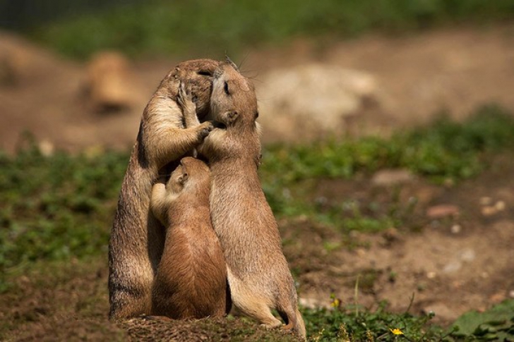 10 imagini emoționante din regatul animalelor: dragostea părinților pentru puii lor