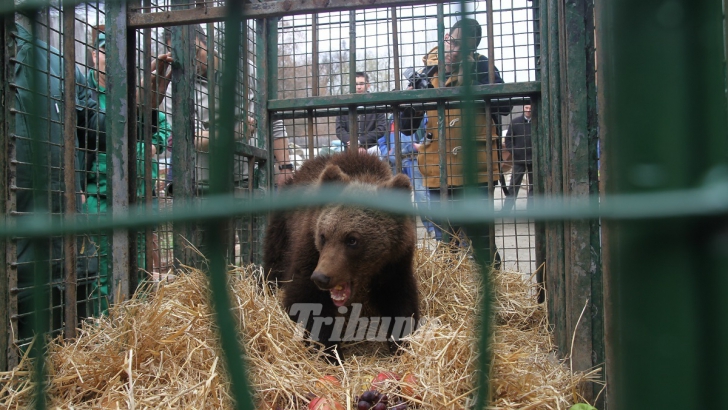 Ipoteză surprinzătoare în cazul ursulețului găsit în Sibiu