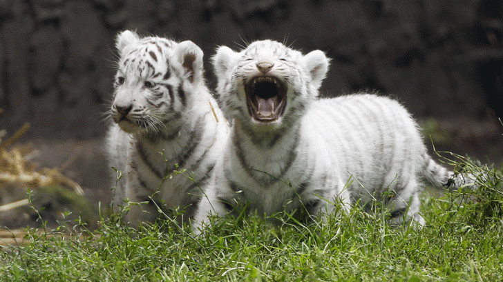 Imagini emoţionante: cum îşi ajută doi pui de tigru siberian alb fratele căzut într-o piscină