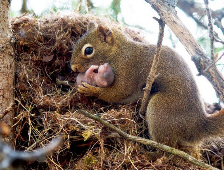 10 imagini emoționante din regatul animalelor: dragostea părinților pentru puii lor