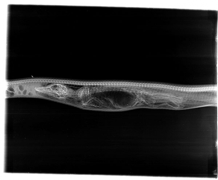 Procesul de digestie al unui piton care a înghițit un aligator