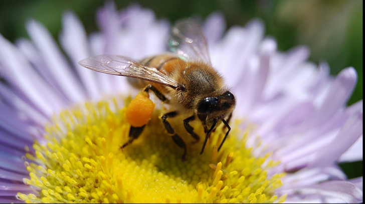 Te-a înţepat o albină? Iată ce trebuie să faci pentru a reduce durerea şi umflăturile