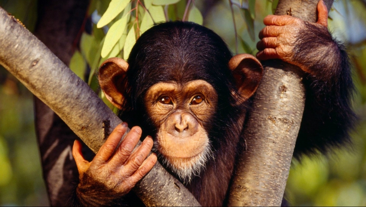 Cimpanzeii au aceleași drepturi ca și tine! Cum e posibil
