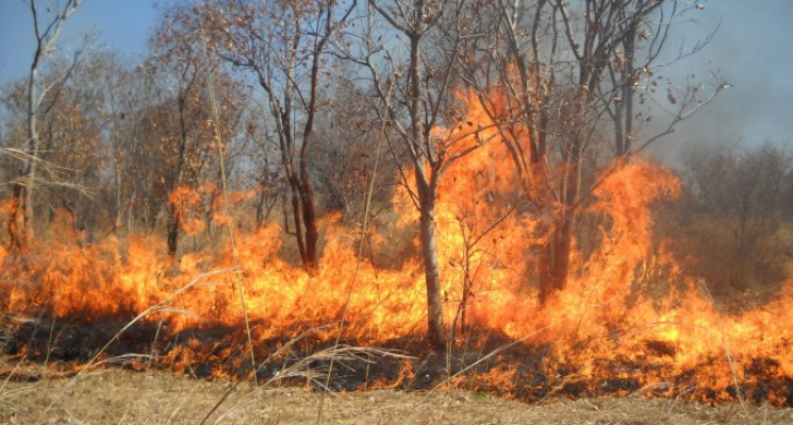 O femeie a murit într-un incendiu de pădure la Buzău