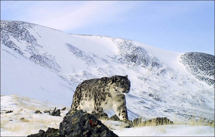 Leopardul de zapadă, o creatură spectaculoasă
