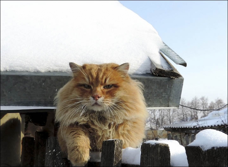 O Fermieră Din Siberia A Aflat Uimită Că Pisicile Sale Au Devenit