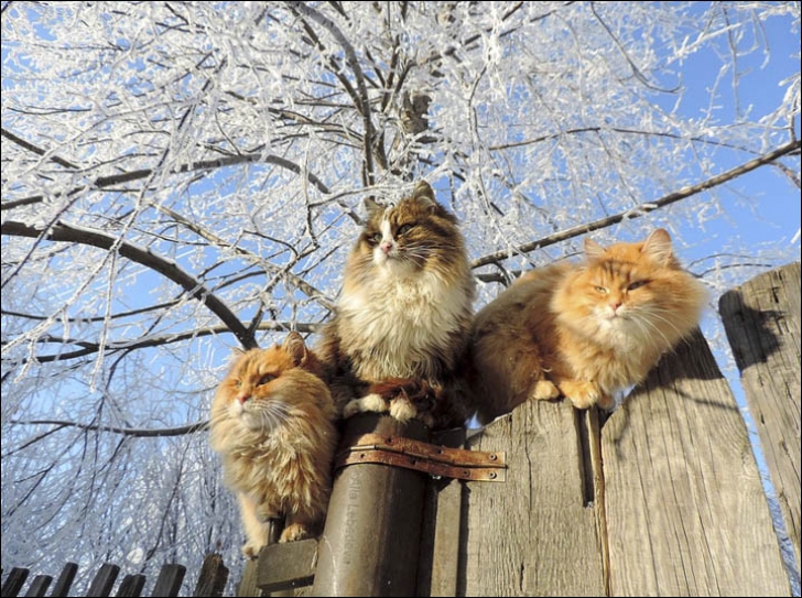 Pisicile unei fermiere din Siberia au devenit senatia internetului