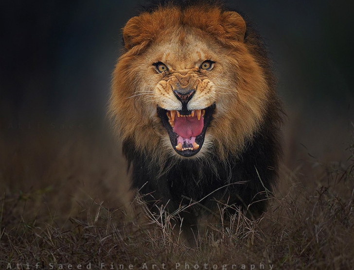 Imaginea teribilă surprinsă de un fotograf, chiar înainte de atacul leului. Ce a urmat