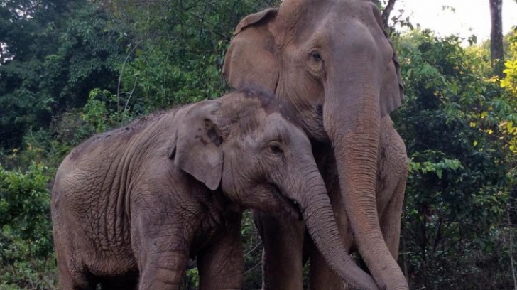 Reîntâlnire emoționantă dintre un pui de elefant și mama lui, după patru ani de separare