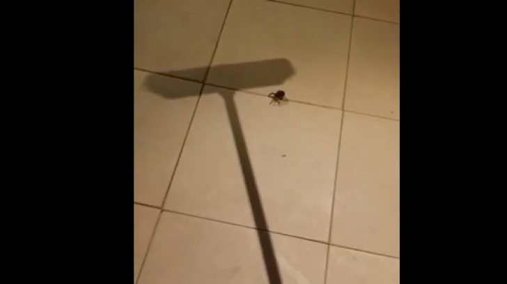 A încercat să omoare un păianjen cu o mătură, dar au urmat momente de groază 