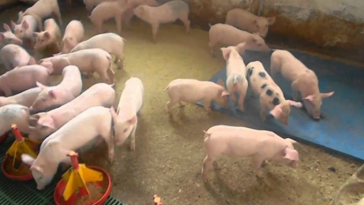 România vinde carne de porc la capătul lumii
