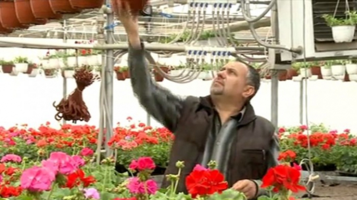 Povestea celei mai profitabile sere de flori din România