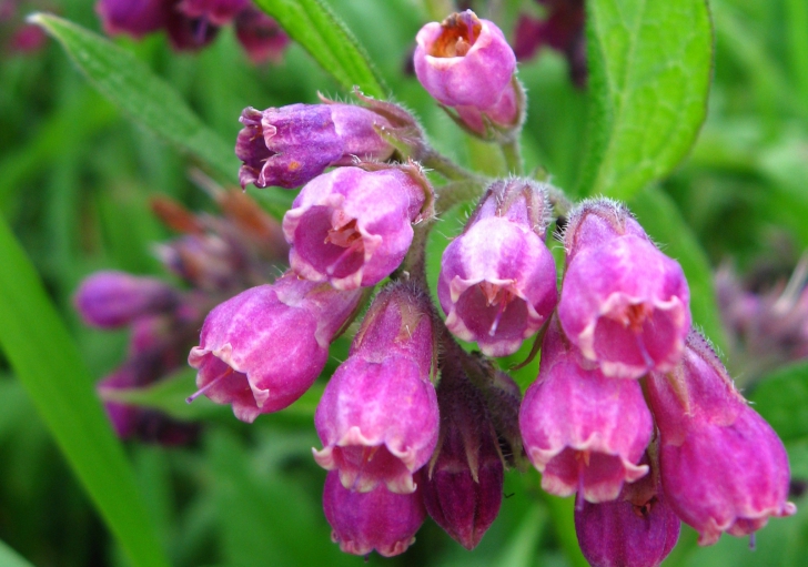 Efectele miraculoase ale valerianei: Ce boli vindecă?