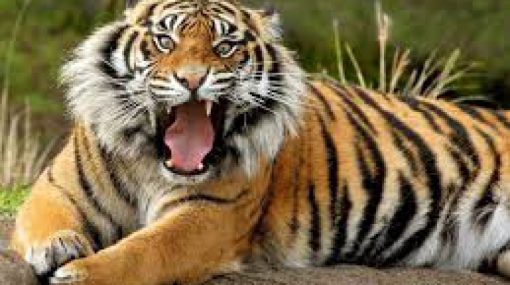 Important lider PSD rănit de un tigru