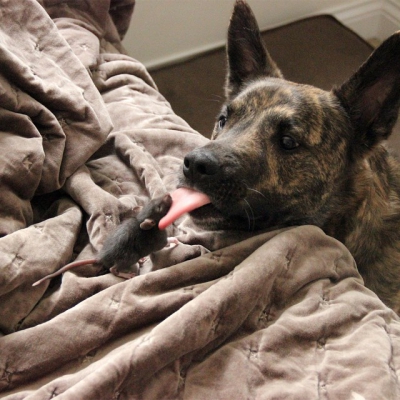 Prietenia uluitoare dintre un șoarece și un câine. Imagini adorabile  