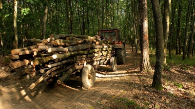 Au plecat să fure lemne. Ce a urmat este pur şi simplu tragic