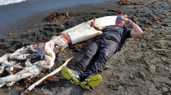 Descoperirea impresionată făcută de cercetători pe o plajă din Noua Zeelandă. "Ce bestie!"