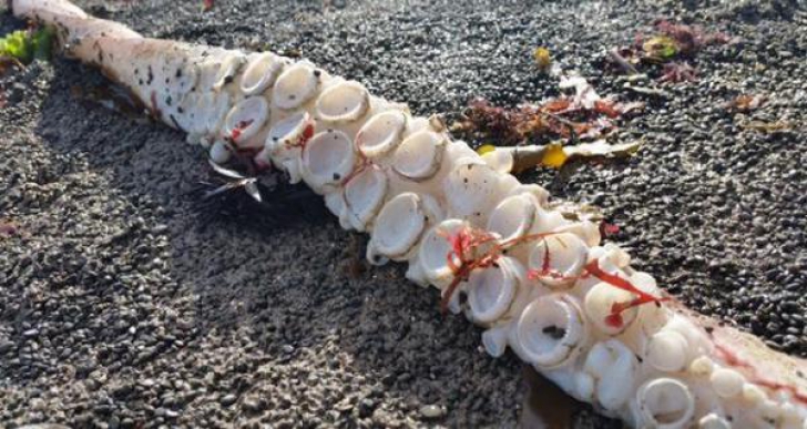 Descoperirea impresionată făcută de cercetători pe o plajă din Noua Zeelandă. "Ce bestie!"
