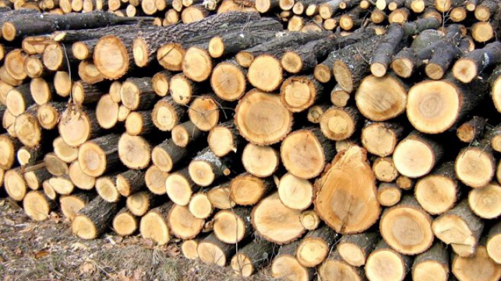 EIA: Schweighofer a vândut pădurile din România, pasând responsabilitatea privind tăierile ilegale