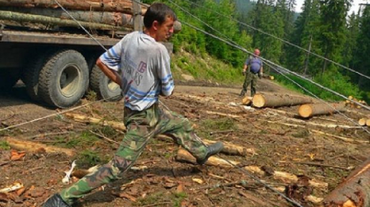 Situaţie incredibilă legată de lemnul românesc