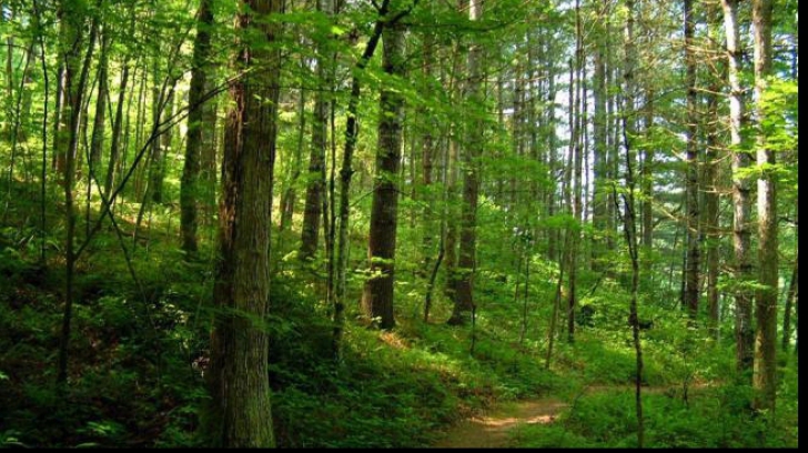 Guvernul înfiinţează Garda Forestieră. Cum vor fi păzite pădurile României
