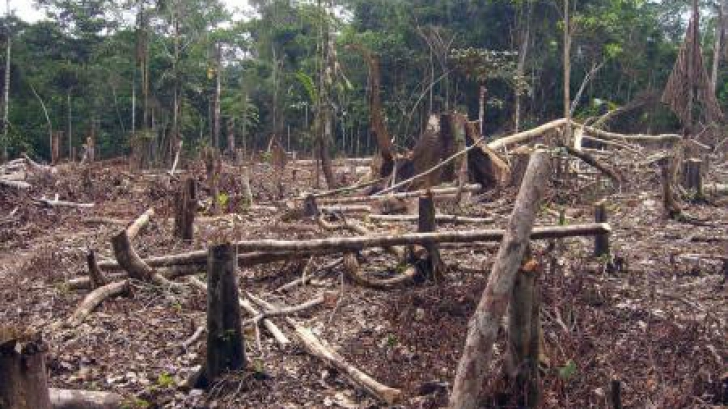 Asasinii pădurilor – Dezbatere pe Codul Silvic - Complicităţi criminale, politicieni tradători 