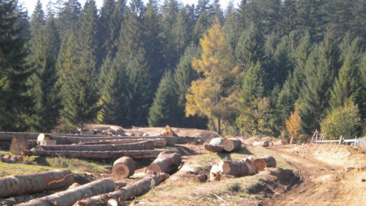 Ministerul Mediului avertizează: 420.000 de hectare de pădure sunt expuse tăierilor ilegale