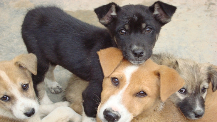 Atenţie la câinii maidanezi. Criză de vaccin antiraic, în spitalele din ţară