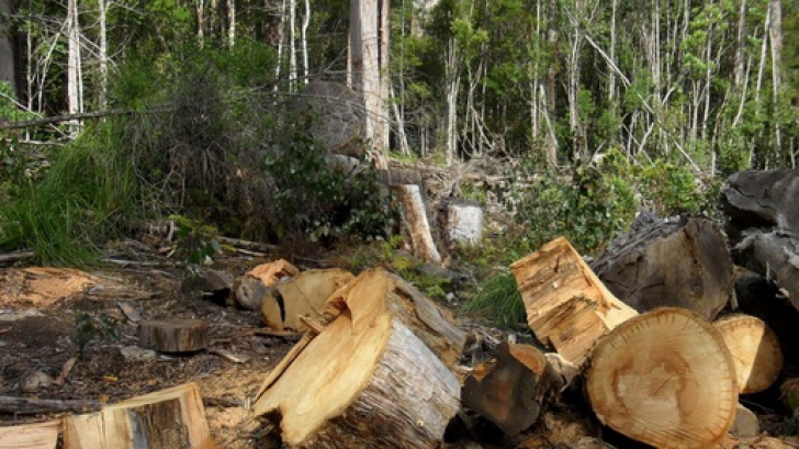 Ponta: Să ne mobilizăm și să avem o legislație care să interzică exportul de lemn neprelucrat
