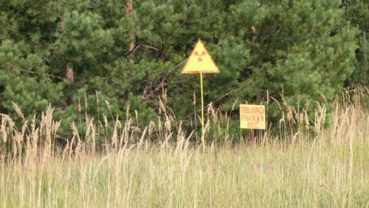Pădurea-zombi de la Cernobîl: copacii morţi, care refuză să dispară
