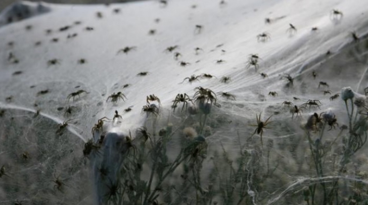 Imagini apocaliptice în Australia: a plouat cu milioane de păianjeni