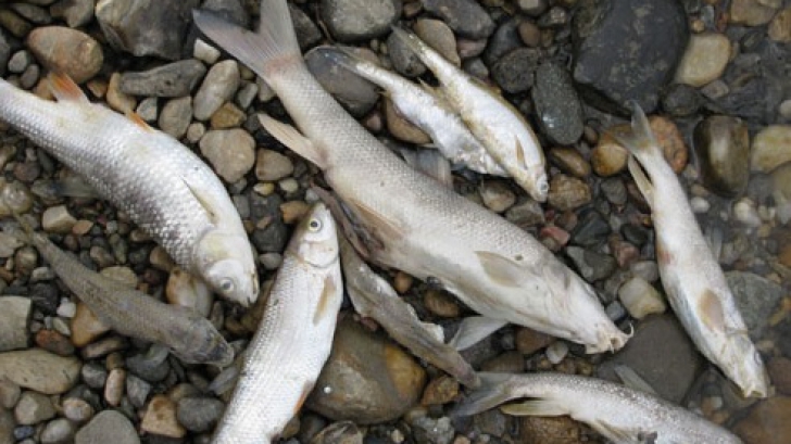 Sute de peşti morţi la malul Dunării. Comandamentul, convocat de urgenţă