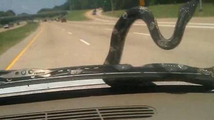 Se afla la volanul mașinii atunci când un șarpe i-a apărut pe parbriz. Ce a urmat