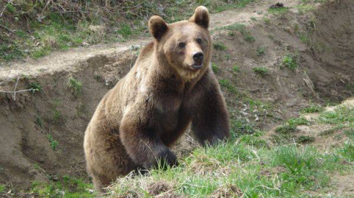 Un urs a atacat un om în Munții Orăștiei. Jandarmii, alertați