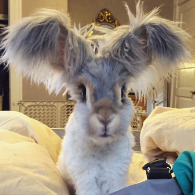 Cel mai drăgălaş iepure din lume: Urechile lui arată ca nişte aripi de îngeraş