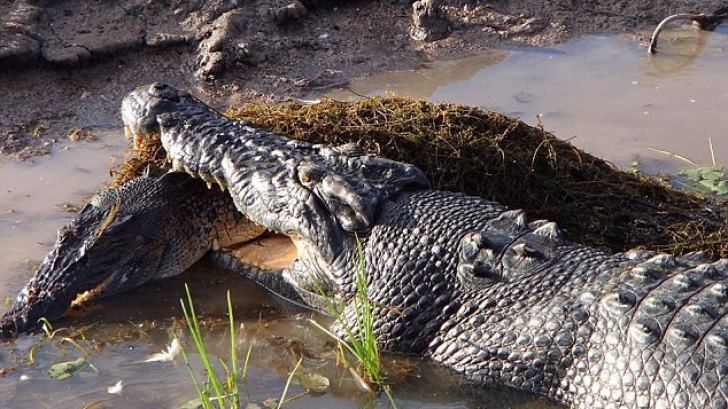 Un crocodil a devorat un alt exemplar din specia lui sub ochii înmărmuriți ai turiștilor