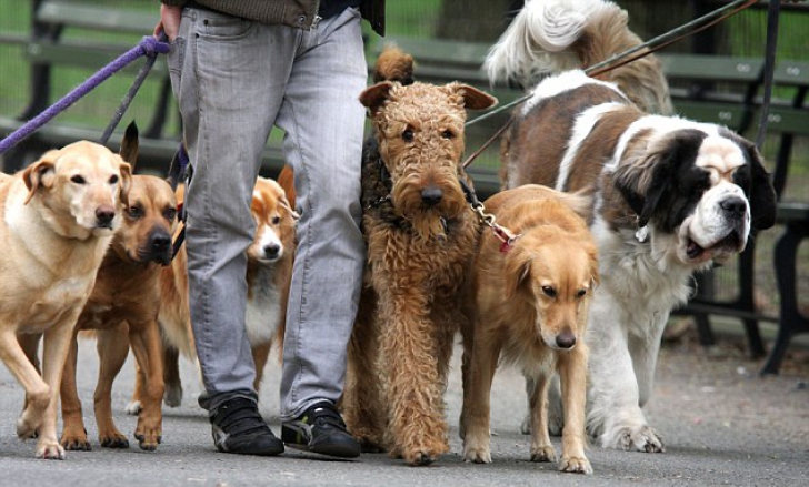 Plimbătorul de câini, un nou job în Londra